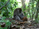 ubud (10)
